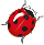 Coccinelle