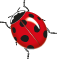 Coccinelle